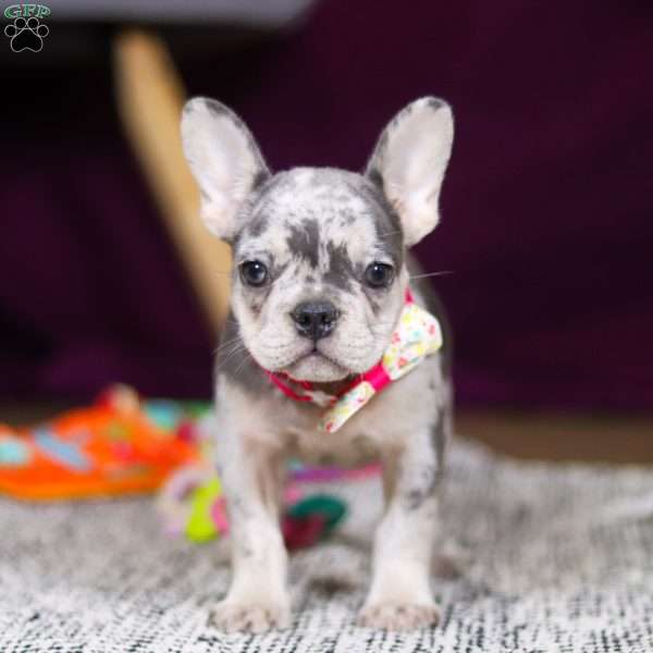 Bobo, French Bulldog Puppy